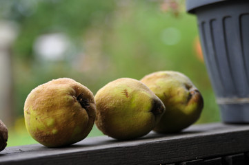 quitten quitte liegend auf fensterbank fensterbrett birne apfel ernte herbst