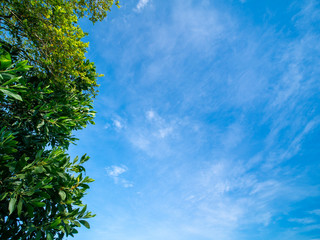 Vivid Blue sky with cloud and the green leaf in forground