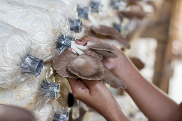 Oyster mushroom or Pleurotus ostreatus as easily cultivated mushroom in the room