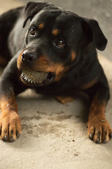 A Rottweiler breed dog lies with a ball in its mouth