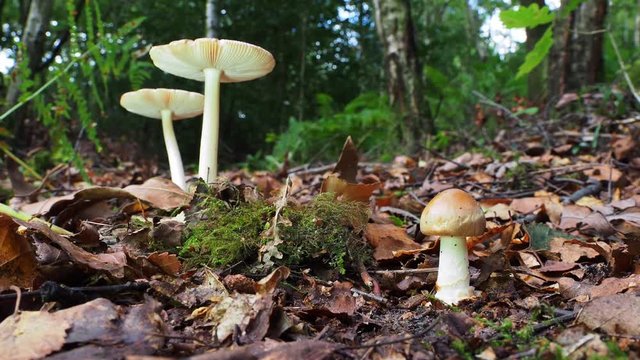 Tawny Grisette Mushroom