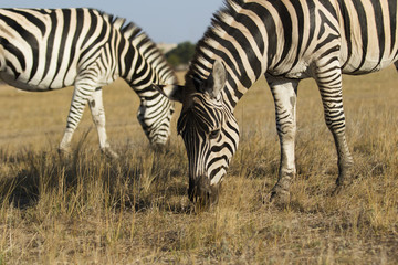 Fototapeta na wymiar Zebra and foal eat grass