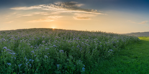 Phacelia I