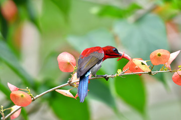 Cute Sunbird.