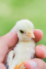 hand holding newborn chicken