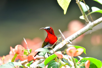 Cute Sunbird.