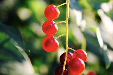 Berries On A Tree