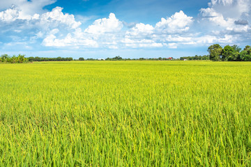 Fototapeta premium Rice fields with blue sky.