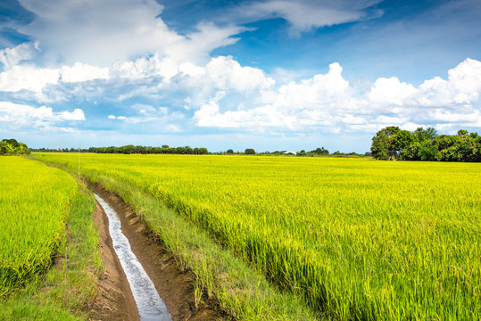 Rice fields with blue sky.