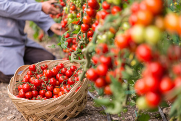 Tomatoes collected and filled in the basket in the  greenhouse