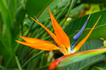 Bird of Paradise Bloom (Heliconia)