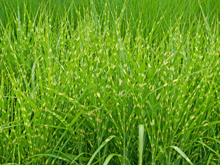 Stachelschweingras, Miscanthus sinensis 'Strictus'