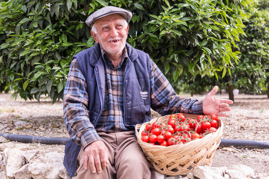Old farmer sitting near the tomatoes filled basket in the farm