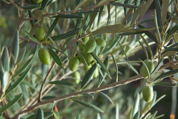 Green olives in a olive tree branch. Olive tree with green olives, close up. Concept of olives, tradition. Olive growing. Olive grove before harvesting olives. Healthy food. Mediterranean.