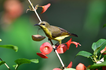 Cute Sunbird.