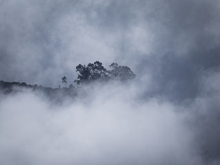 trees in clouds