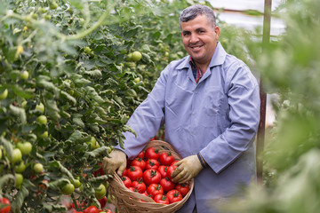 Farmer in the green house while harvesting tomatoes