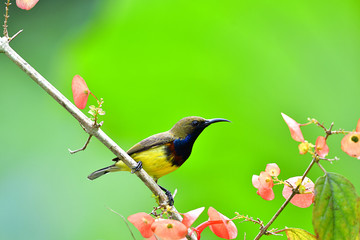 Cute Sunbird.