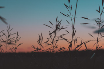 Obraz premium silhouette of grass at sunset