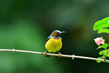 Cute Sunbird.