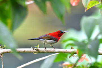 Cute Sunbird.