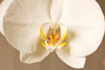 White Orchid on a light background. Close up. Conceptual design for greeting card