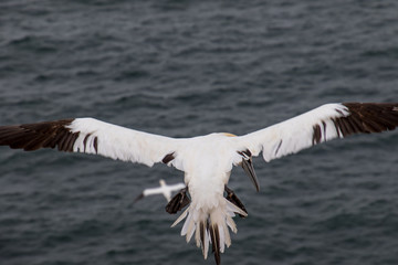 Sea gull, Birds, wild live