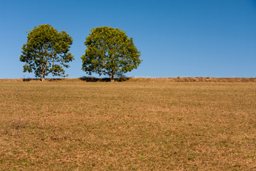 Zwei einzelstehende Bäume am Horizont mit Platz für Text