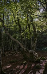 Sous-bois près de la source du Brameloup à Prades-d'Aubrac, Aveyron, France