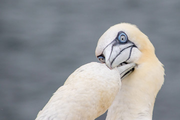 Sea gull, Birds, wild live
