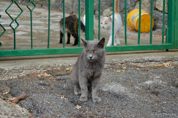 Italian cats in Semurgnano village