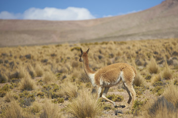 Naklejka na ściany i meble Vicuna (Vicugna vicugna) on the altiplano in Lauca National Park, northern Chile