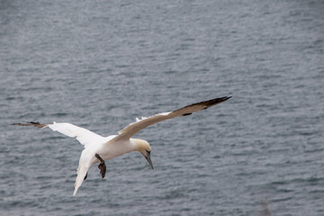 Fototapeta na wymiar Sea gull, Birds, wild live