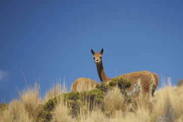 Vicuna (Vicugna vicugna) on the altiplano in Lauca National Park, northern Chile