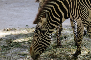 portrait of a zebra