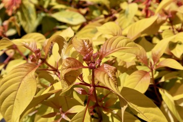 Lime Sizzler Firebush