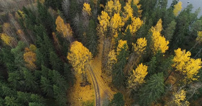 Aerial view of autumn forest green and yellow trees and road. Drone flying backwards above treeline filming down and following road. Kangasala, Finland.