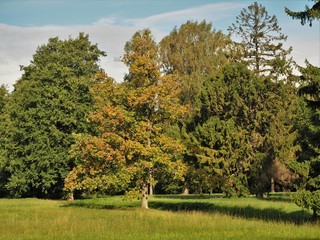 Trees with autumn foliage in Kadriorg Park, Tallinn, Estonia