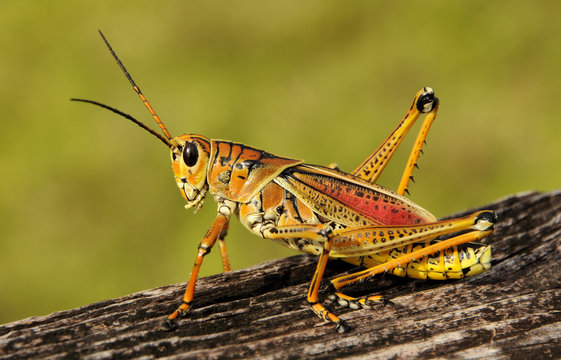 Florida Lubber / The Lubber Grasshopper in the Florida Everglades