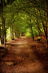 Naklejka premium View of a endless straight line mountain forest path with trees and green colors and a bench making a romantic hiking picture. Ilsetal in Ilsenburg, National Park Harz in Germany