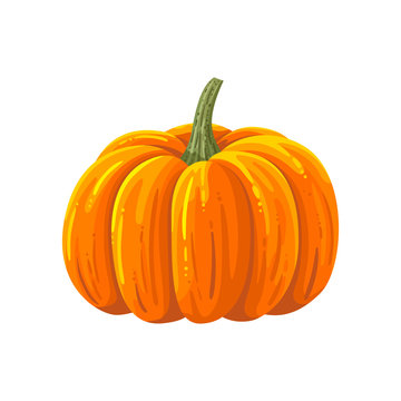 Pumpkin. Cartoon illustration.
