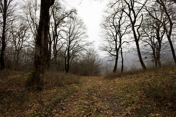 Fototapeta na wymiar Landscape with beautiful fog in forest on hill or Trail through a mysterious winter forest with autumn leaves on the ground. Road through a winter forest. Magical atmosphere. Azerbaijan