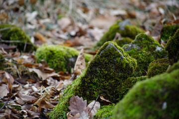 Moss-covered stone. Beautiful moss and lichen covered stone. Bright green moss Background textured in nature. Natural moss on stones in winter forest. Azerbaijan