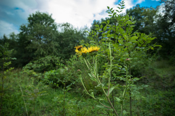 Obraz premium field of blooming yellow flowers on a background sunset
