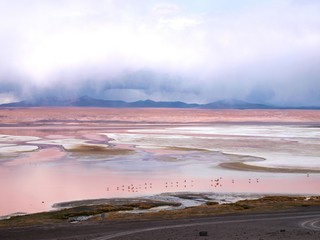 The pink water of the laguna colorada at the andean altiplano landscape of Bolivia