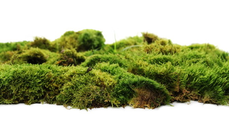 Green moss with grass isolated on white background
