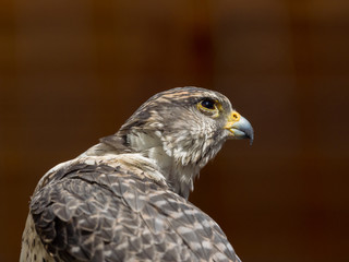 Portait eines sitzenden Greifvogels vor dunklem Hintergrund