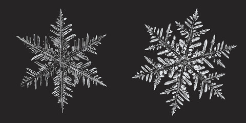 Two white snowflakes on black background. This vector illustration based on macro photograph of real snow crystals: elegant stellar dendrites with hexagonal symmetry, complex shapes and ornate arms.