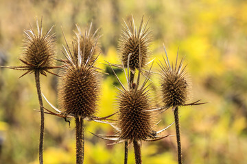 Dry thistle nature autumn close up background.