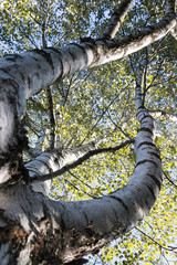 Fototapeta premium curved birch trunk